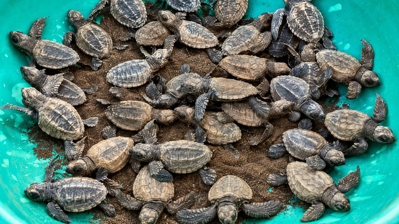 VELAS TURTLE FESTIVAL